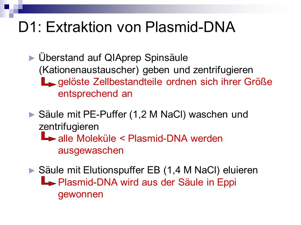D1: Extraktion von Plasmid-DNA
