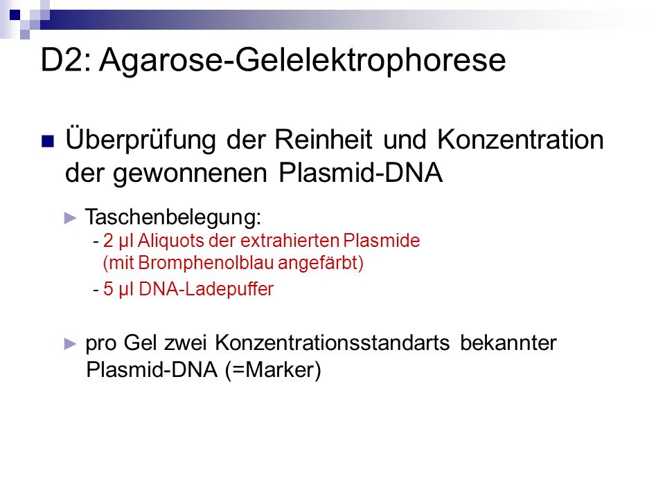 D2: Agarose-Gelelektrophorese