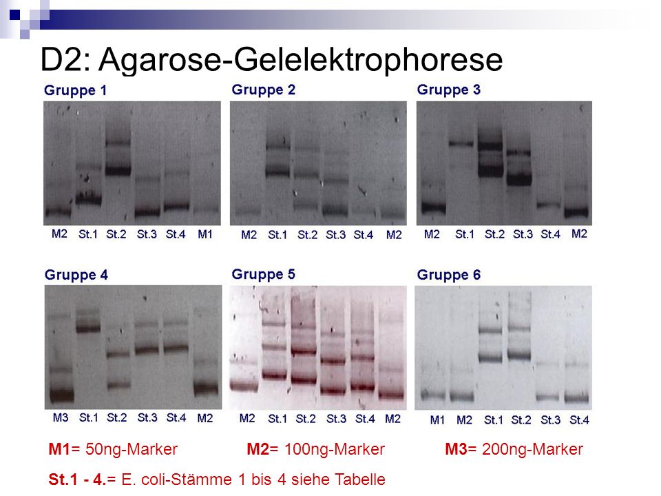 D2: Agarose-Gelelektrophorese