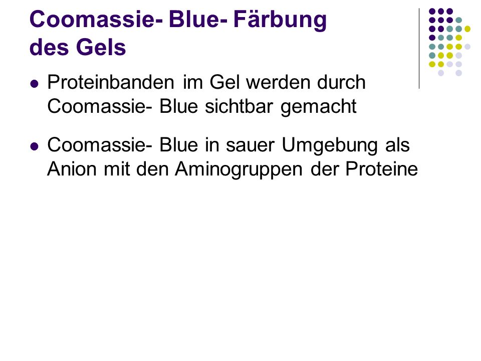 Coomassie- Blue- Färbung des Gels