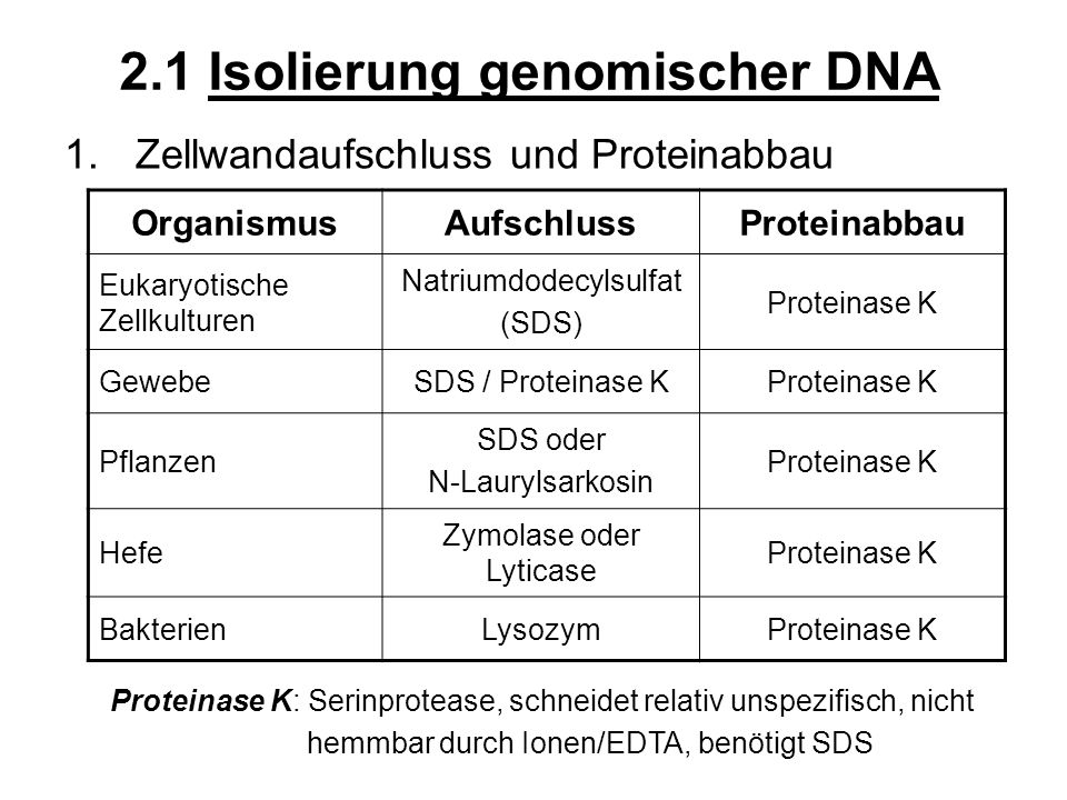 2.1 Isolierung genomischer DNA