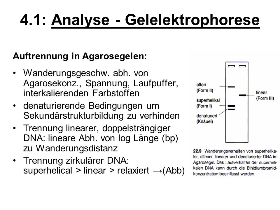 4.1: Analyse - Gelelektrophorese