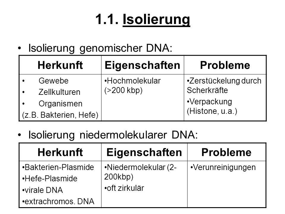 1.1. Isolierung Isolierung genomischer DNA: