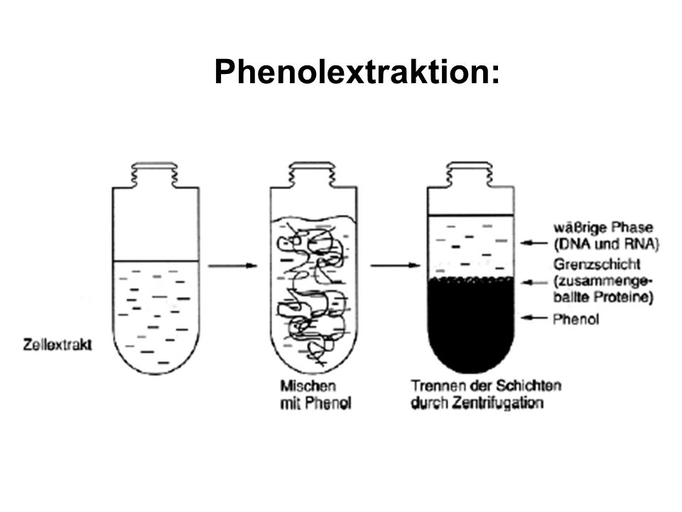 Phenolextraktion: