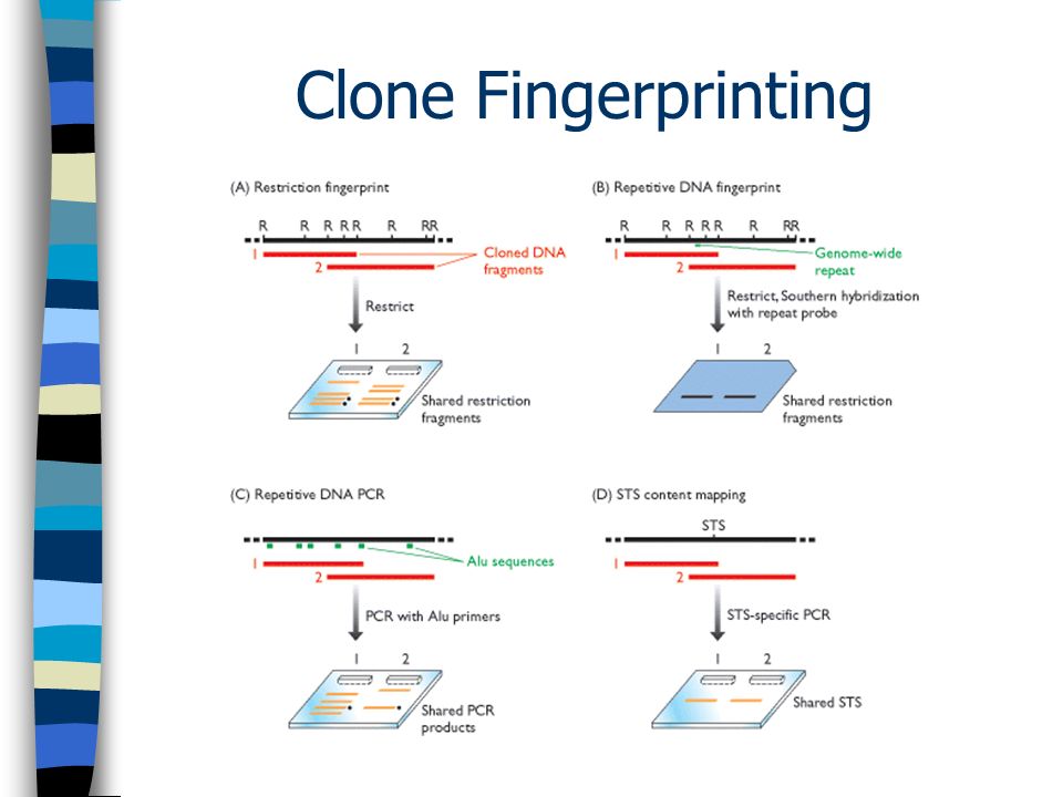 Clone Fingerprinting