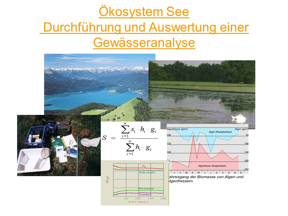 Ökosystem See Durchführung und Auswertung einer Gewässeranalyse
