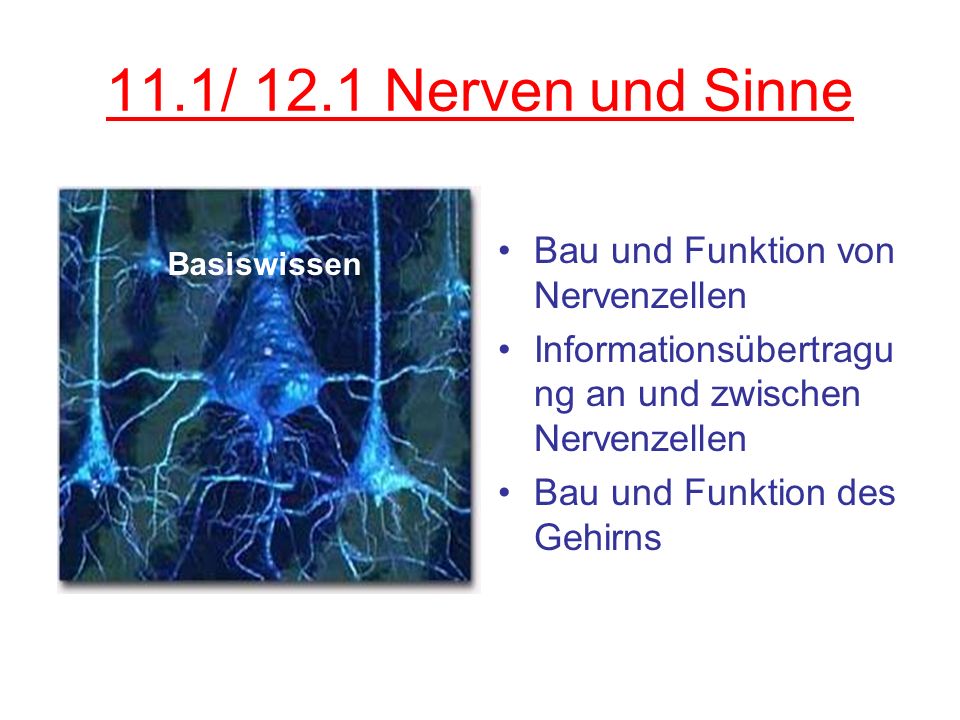 11.1/ 12.1 Nerven und Sinne Bau und Funktion von Nervenzellen