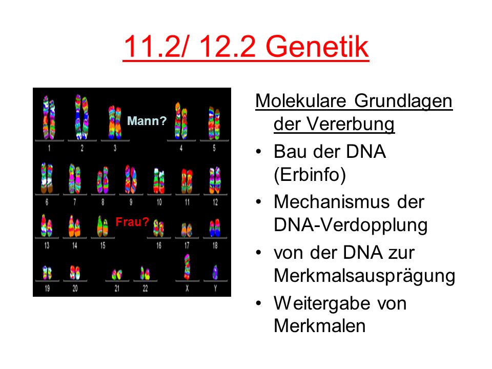 11.2/ 12.2 Genetik Molekulare Grundlagen der Vererbung