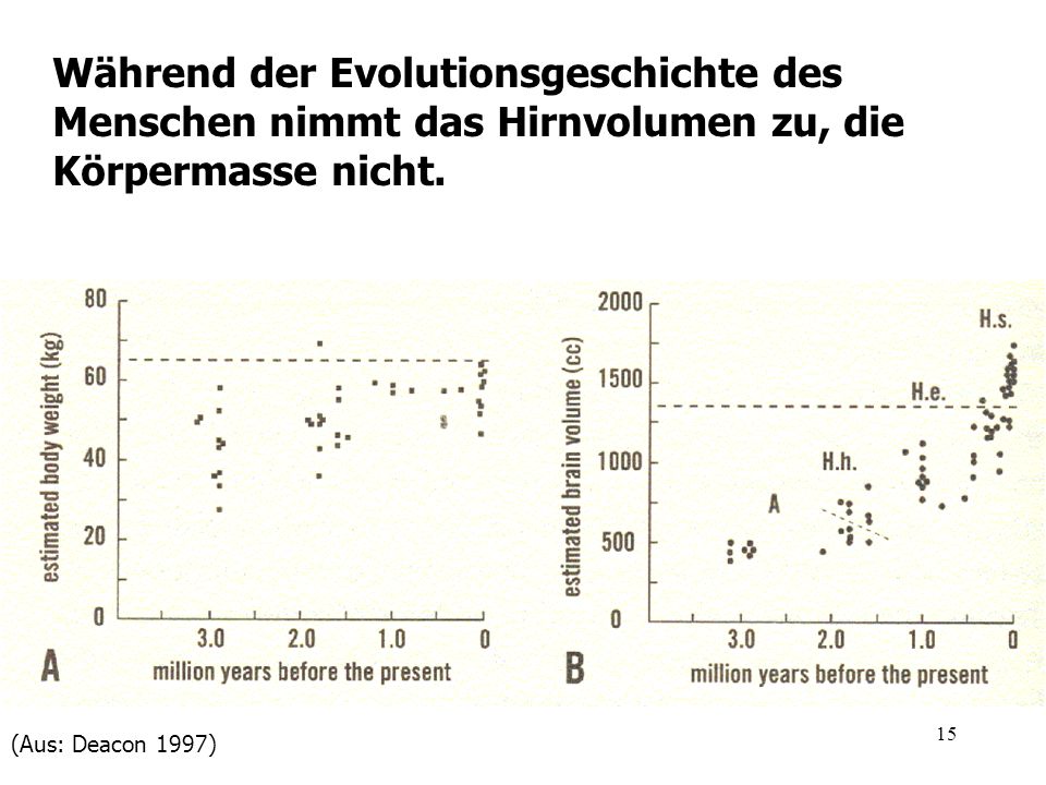 Während der Evolutionsgeschichte des Menschen nimmt das Hirnvolumen zu, die Körpermasse nicht.