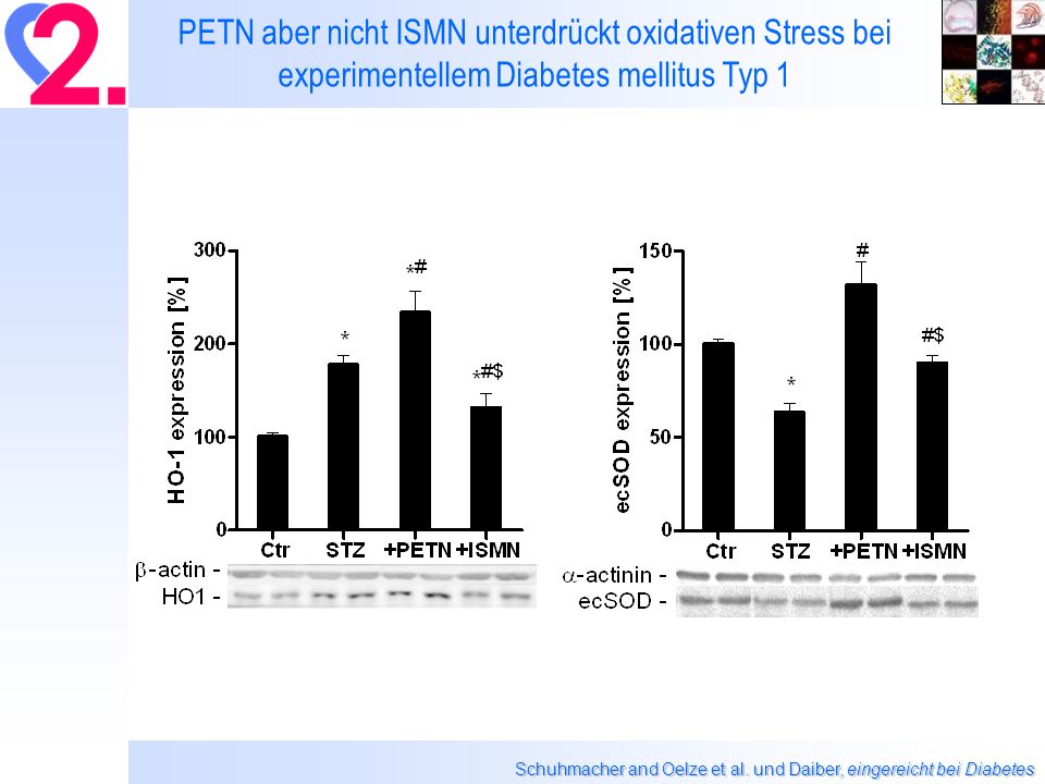 PETN aber nicht ISMN unterdrückt oxidativen Stress bei experimentellem Diabetes mellitus Typ 1