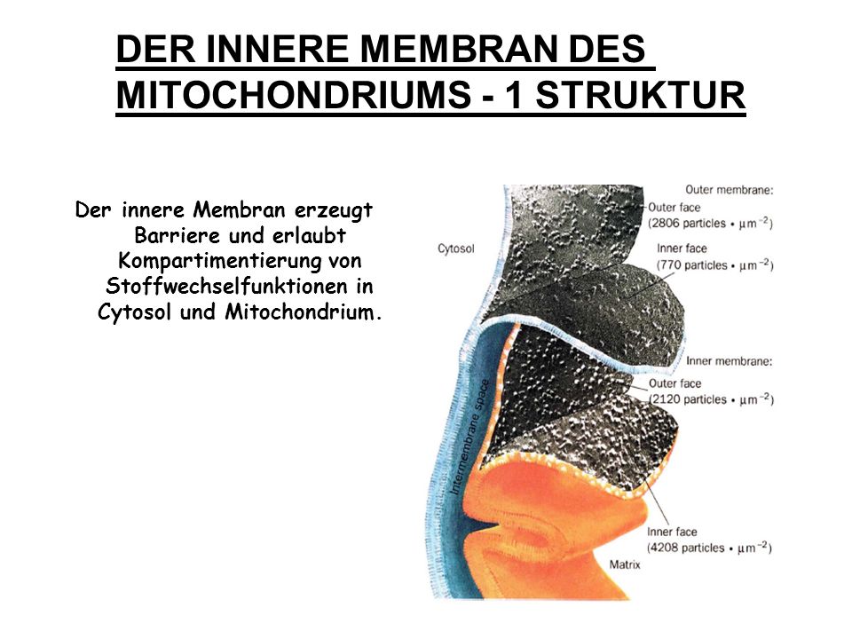 MITOCHONDRIUMS - 1 STRUKTUR