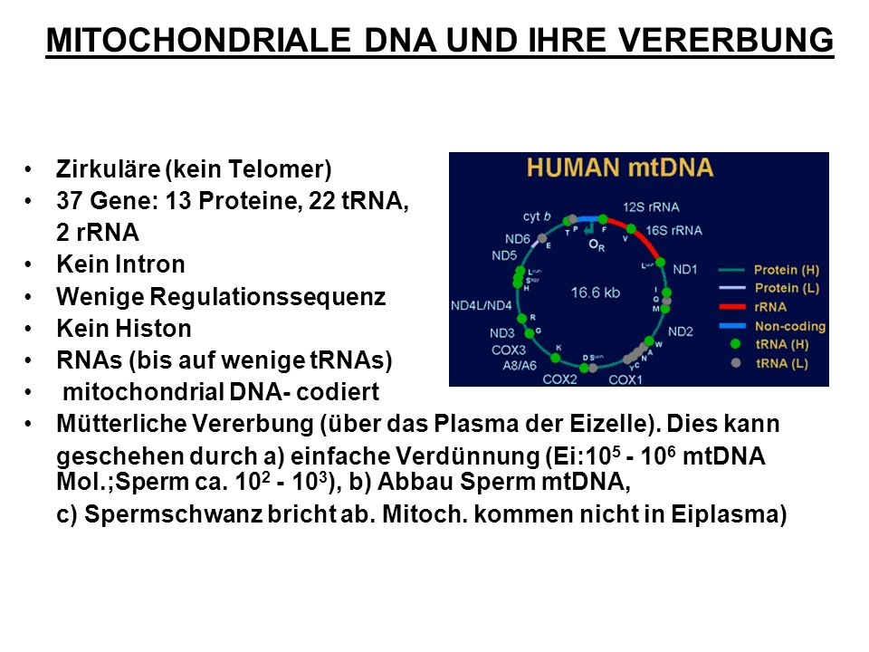 MITOCHONDRIALE DNA UND IHRE VERERBUNG