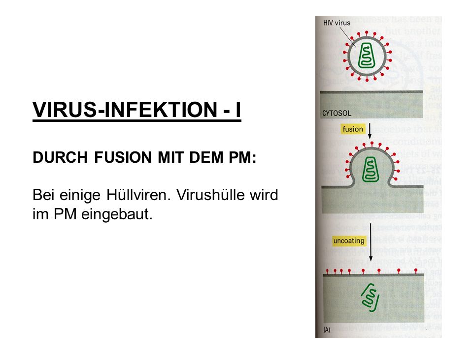 VIRUS-INFEKTION - I DURCH FUSION MIT DEM PM: