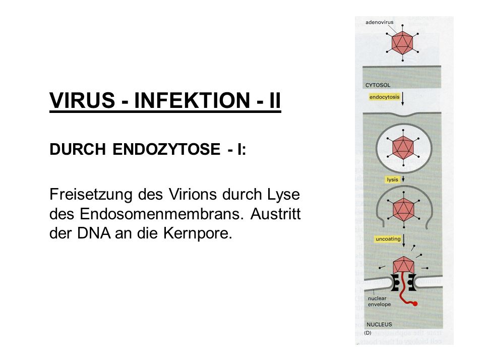 VIRUS - INFEKTION - II DURCH ENDOZYTOSE - I: