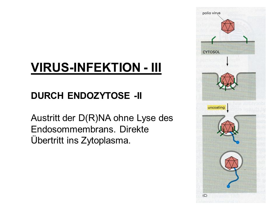 VIRUS-INFEKTION - III DURCH ENDOZYTOSE -II