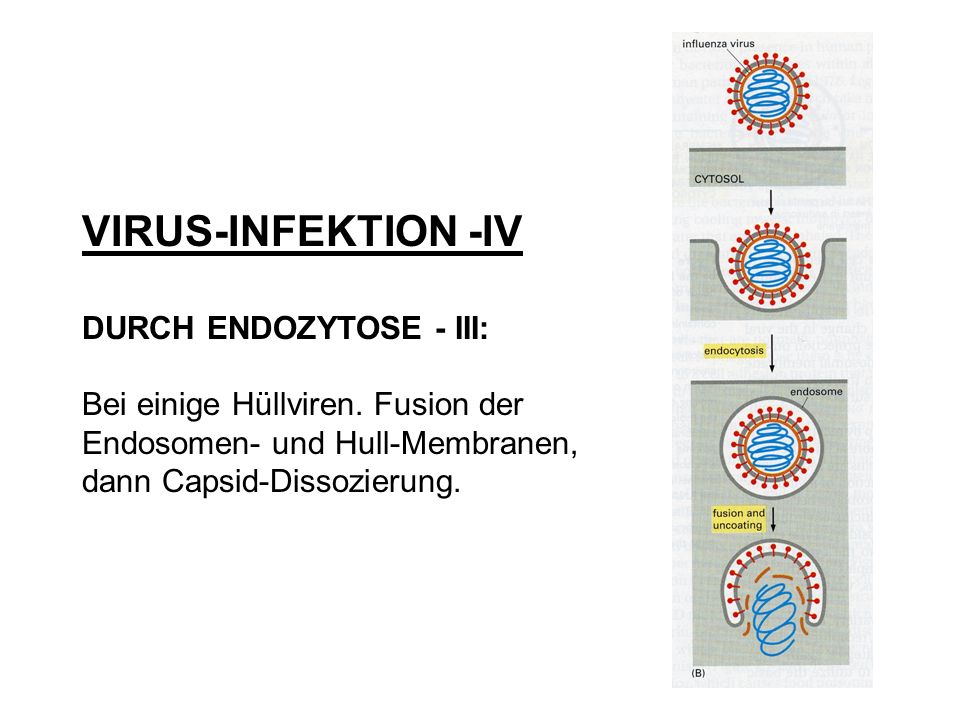 VIRUS-INFEKTION -IV DURCH ENDOZYTOSE - III: