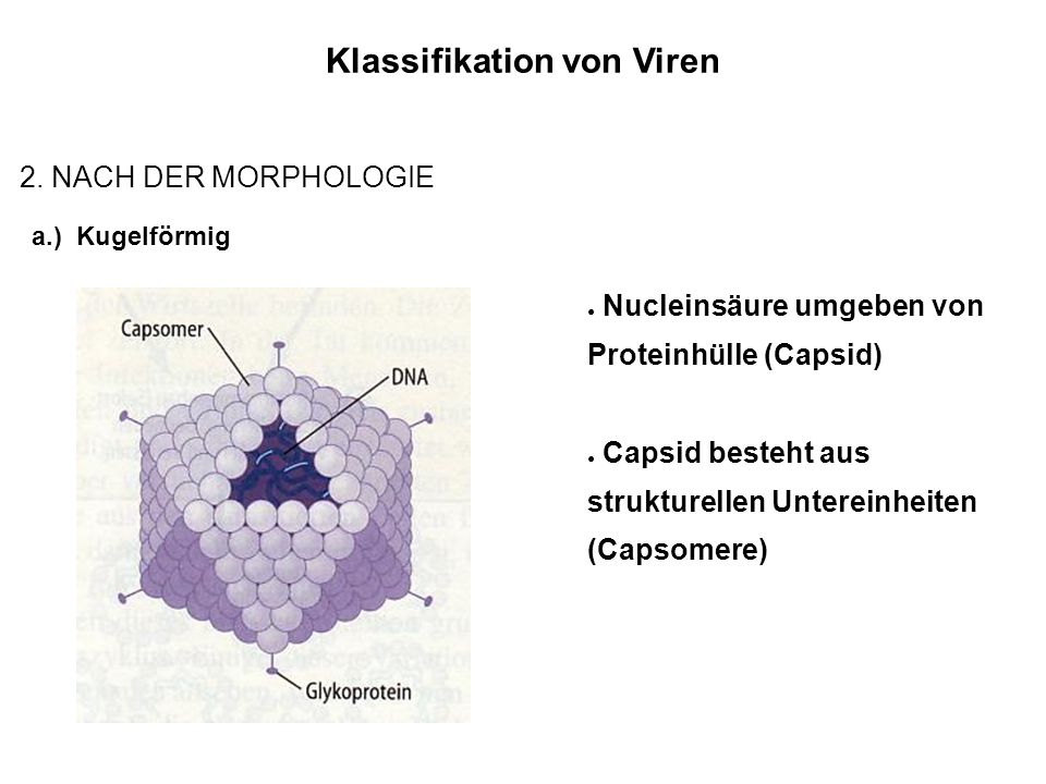 Klassifikation von Viren