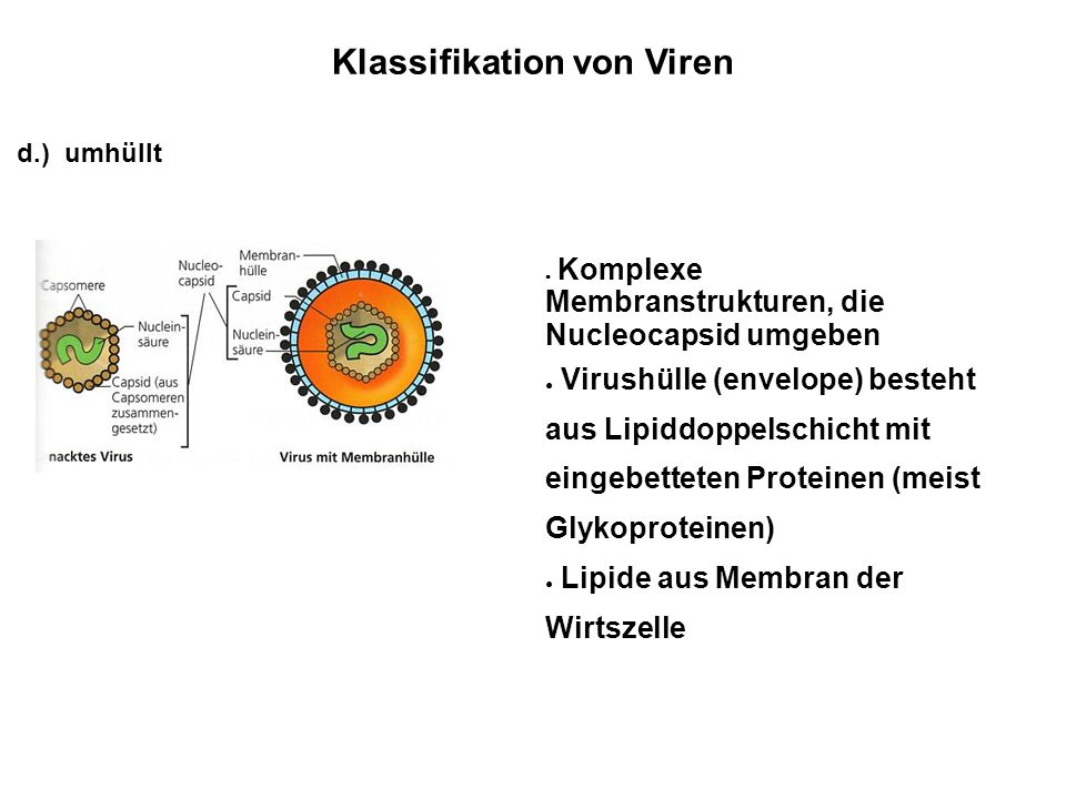 Klassifikation von Viren
