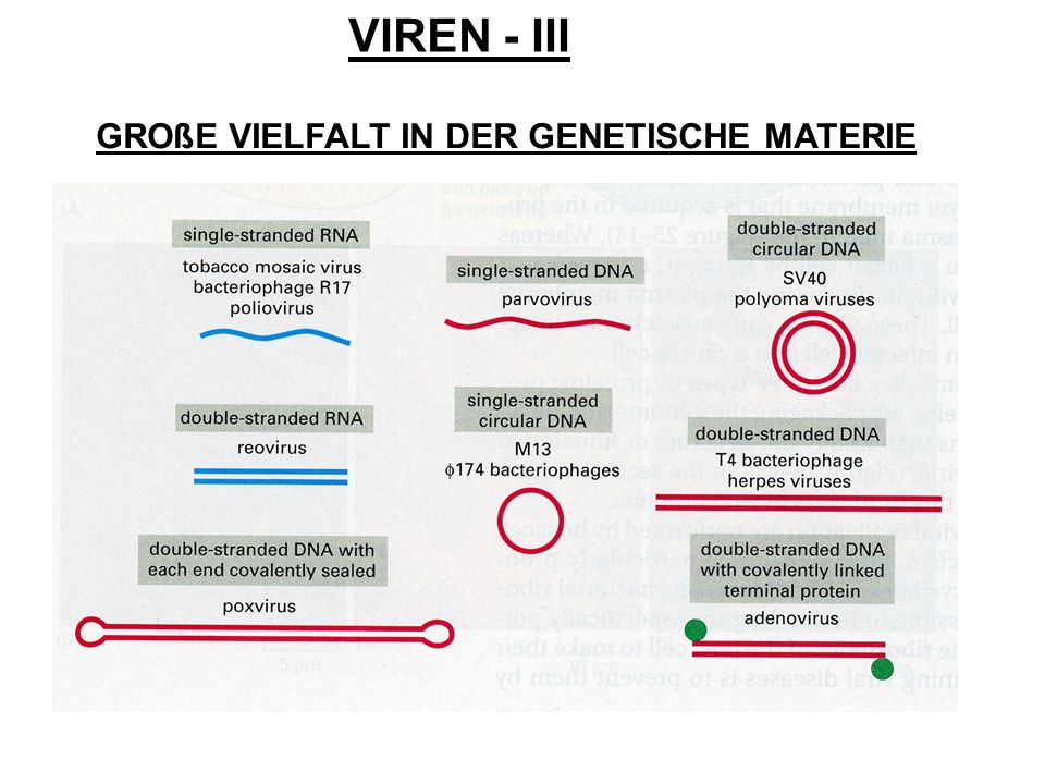 VIREN - III GROßE VIELFALT IN DER GENETISCHE MATERIE