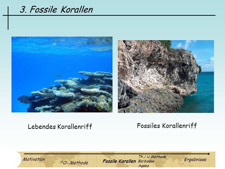 3. Fossile Korallen Fossiles Korallenriff Lebendes Korallenriff