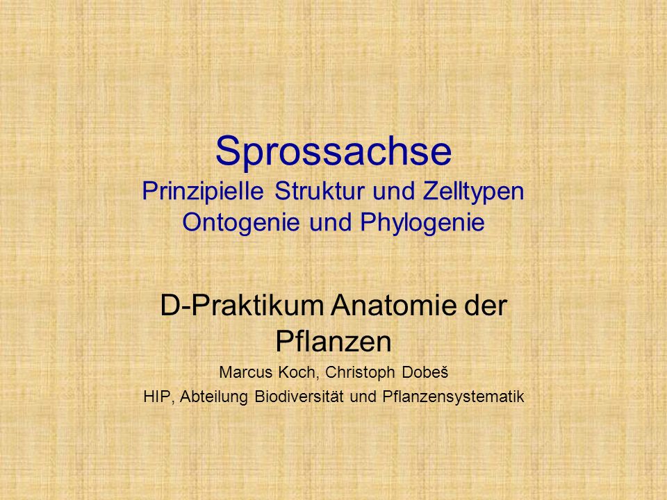 Sprossachse Prinzipielle Struktur und Zelltypen Ontogenie und Phylogenie