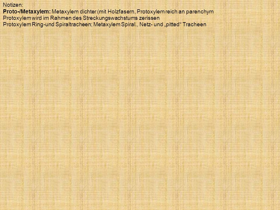Notizen: Proto-/Metaxylem: Metaxylem dichter (mit Holzfasern, Protoxylem reich an parenchym.