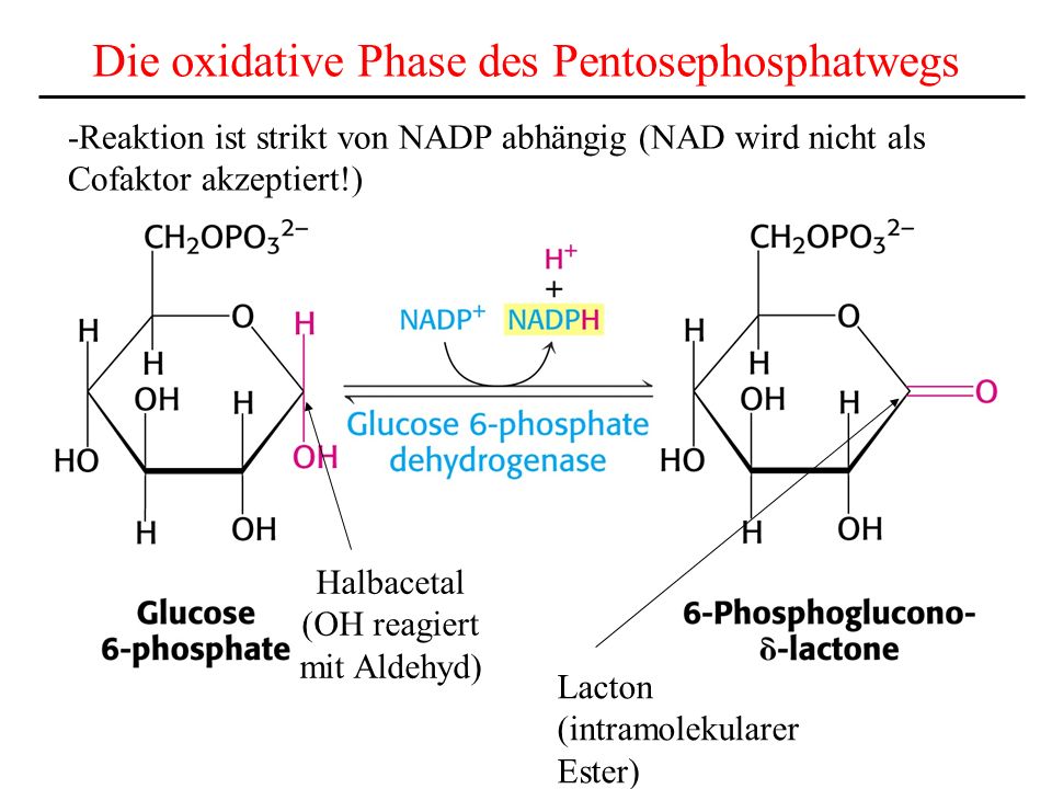 Die oxidative Phase des Pentosephosphatwegs