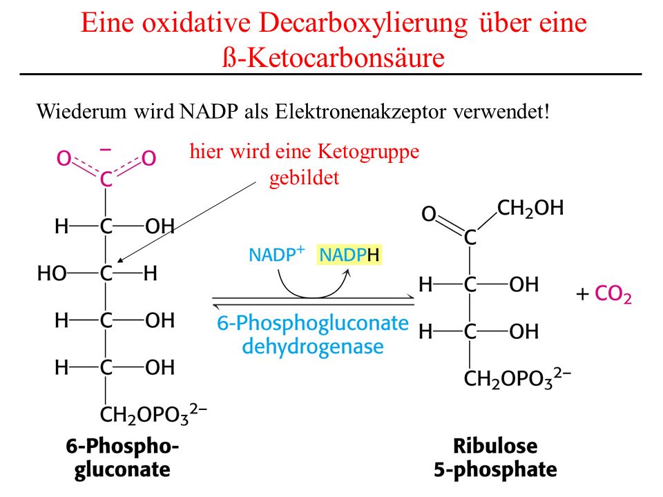 Eine oxidative Decarboxylierung über eine ß-Ketocarbonsäure