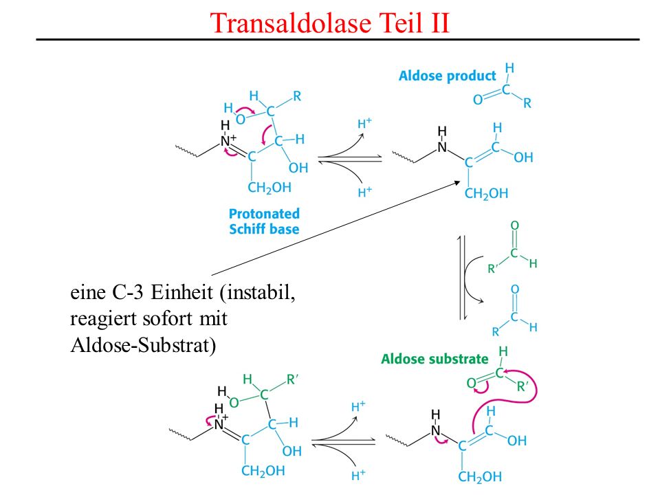 Transaldolase Teil II eine C-3 Einheit (instabil, reagiert sofort mit