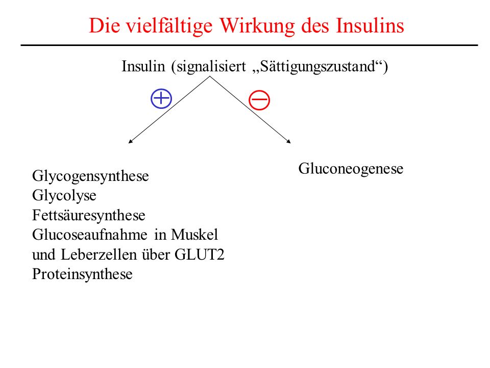 Die vielfältige Wirkung des Insulins