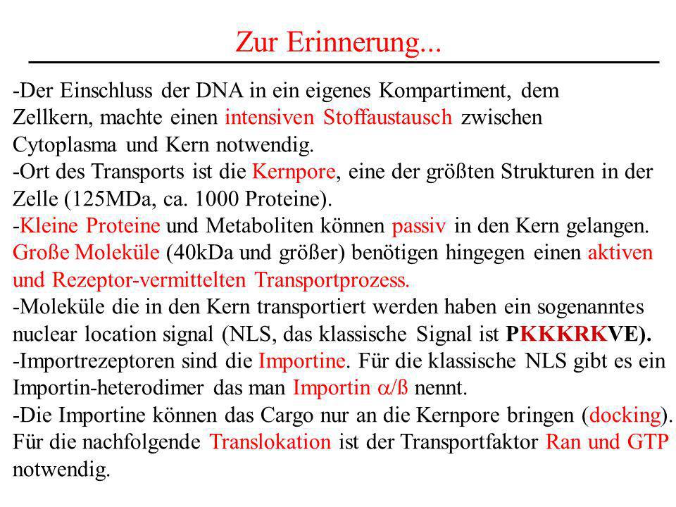Zur Erinnerung... -Der Einschluss der DNA in ein eigenes Kompartiment, dem. Zellkern, machte einen intensiven Stoffaustausch zwischen.