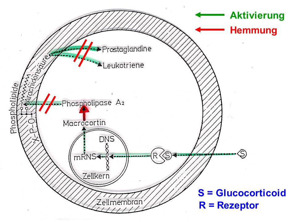 Aktivierung Hemmung S = Glucocorticoid R = Rezeptor