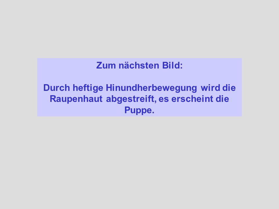 Zum nächsten Bild: Durch heftige Hinundherbewegung wird die Raupenhaut abgestreift, es erscheint die Puppe.