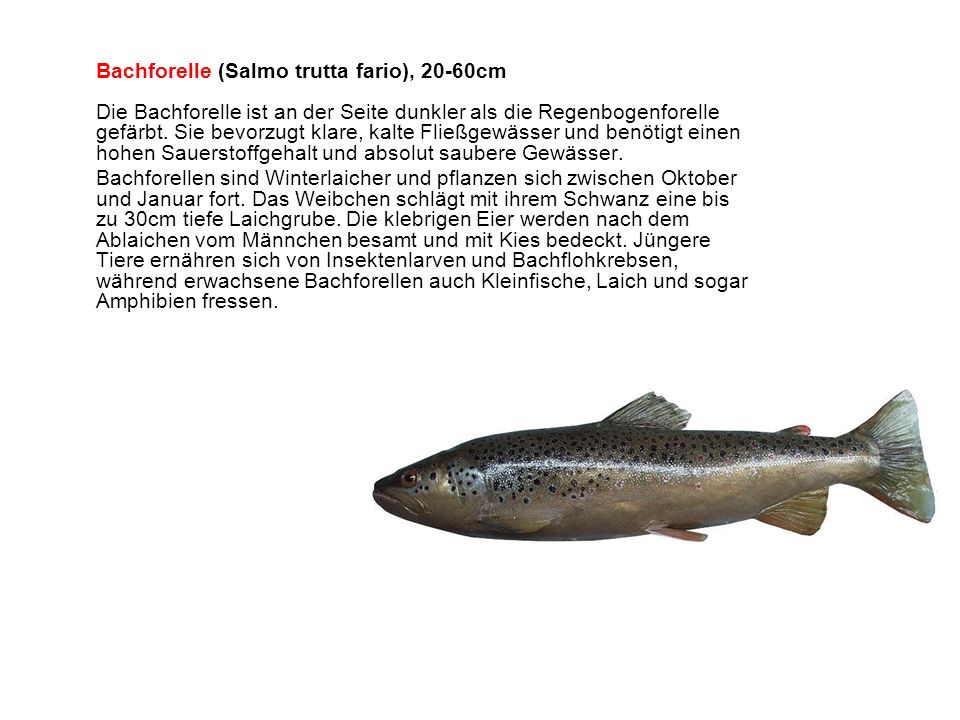 Bachforelle (Salmo trutta fario), 20-60cm Die Bachforelle ist an der Seite dunkler als die Regenbogenforelle gefärbt. Sie bevorzugt klare, kalte Fließgewässer und benötigt einen hohen Sauerstoffgehalt und absolut saubere Gewässer.