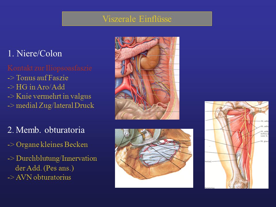 Viszerale Einflüsse 1. Niere/Colon 2. Memb. obturatoria