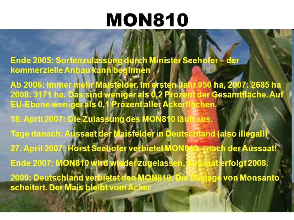 MON810 Eine Pflanze wird durchmogelt! ppt herunterladen