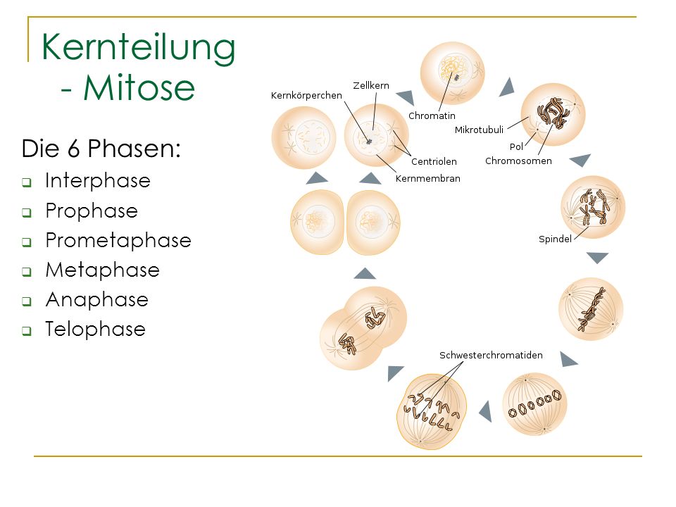 Kernteilung - Mitose Die 6 Phasen: Interphase Prophase Prometaphase