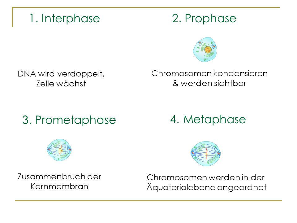 1. Interphase 2. Prophase 4. Metaphase 3. Prometaphase