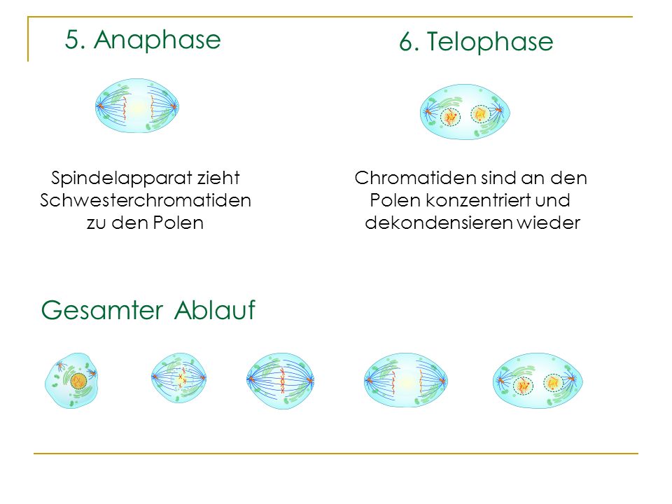 5. Anaphase 6. Telophase Gesamter Ablauf Spindelapparat zieht