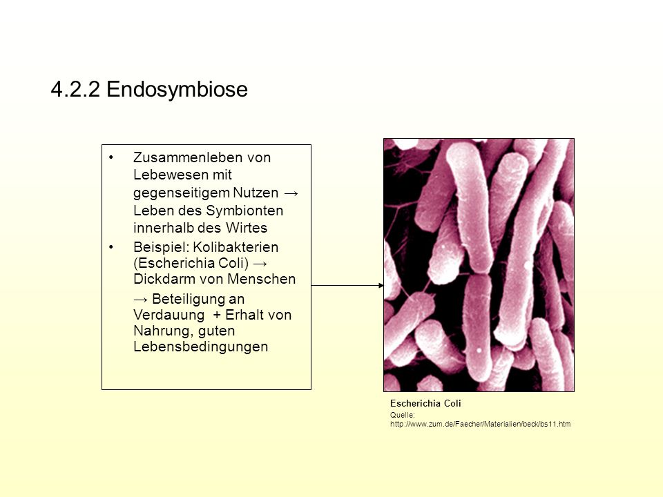 4.2.2 Endosymbiose Zusammenleben von Lebewesen mit gegenseitigem Nutzen → Leben des Symbionten innerhalb des Wirtes.