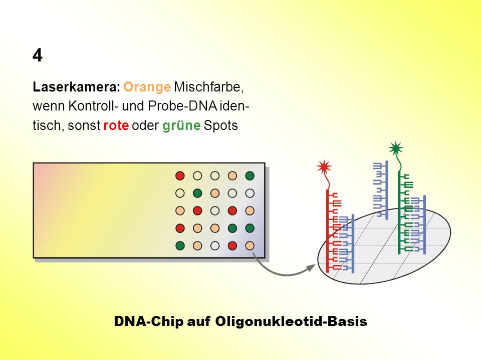 4 Laserkamera: Orange Mischfarbe, wenn Kontroll- und Probe-DNA iden-