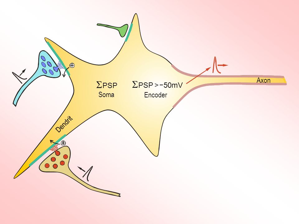  PSP > 50mV Axon  PSP Soma Encoder Dendrit