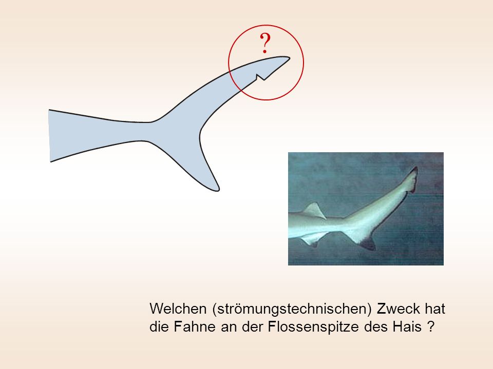 Welchen (strömungstechnischen) Zweck hat die Fahne an der Flossenspitze des Hais