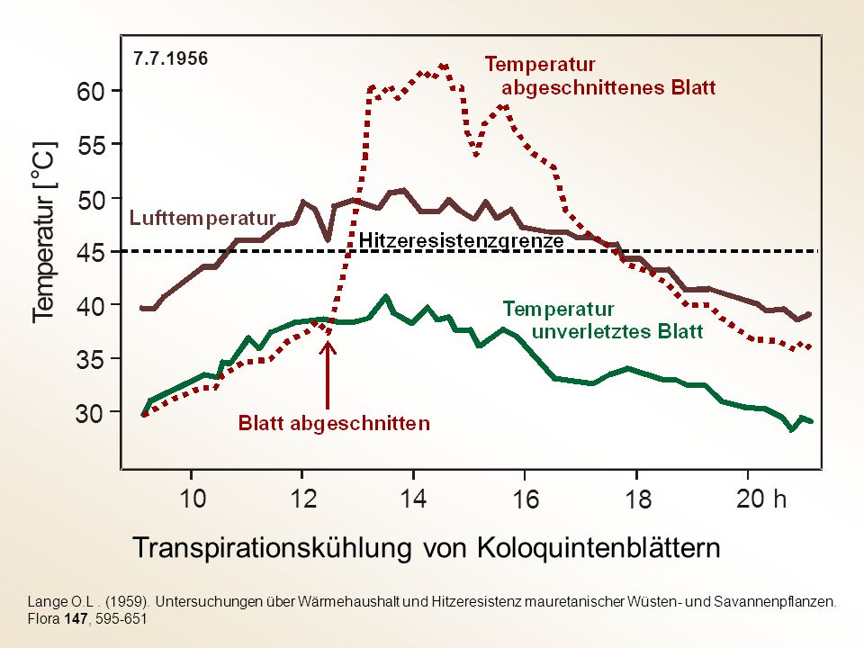 ° Transpirationskühlung von Koloquintenblättern ] C [ r u t a r e p m