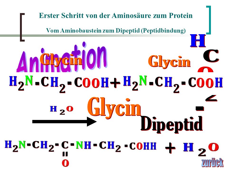 H H H Animation C C Glycin Glycin O O + N 2 2 Glycin - - Dipeptid +