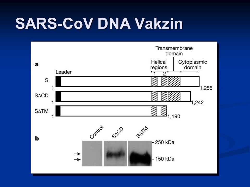 SARS-CoV DNA Vakzin