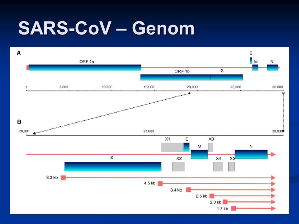 SARS-CoV – Genom