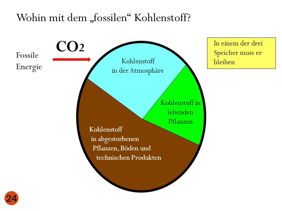 Kohlenstoff in lebenden Pflanzen