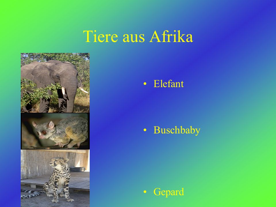 Tiere aus Afrika Elefant Buschbaby Gepard