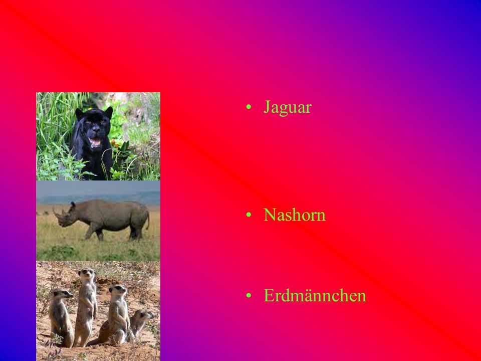 Jaguar Nashorn Erdmännchen